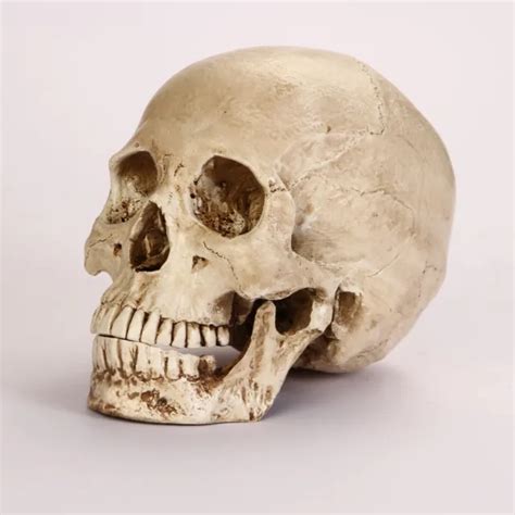 LIFESIZE REALISTIC HUMAN Skull Replica Resin Model Anatomical Halloween ...