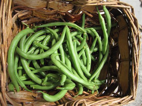 Green Beans… from Plant to Plate in 40 Minutes