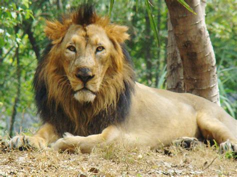 Endangered Species | Wild Animals | Conservation | Worldwide Wildlife: Asiatic Lion