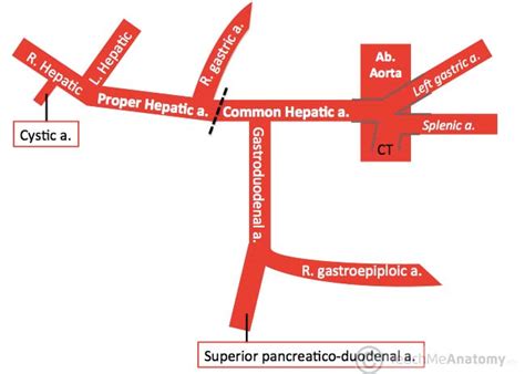 The Coeliac Trunk - Branches - Anastomoses - TeachMeAnatomy