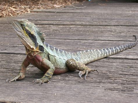 Australian lizards image gallery - The Australian Museum