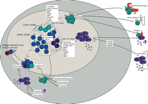 Frontiers | Remembrance of Things Past: Long-Term B Cell Memory After Infection and Vaccination