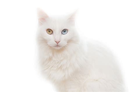 Fall in Love With The Beautiful Turkish Angora Cat | PrettyLitter