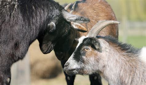 400+ Charming Goat Names for Males and Females - Farmhouse Guide