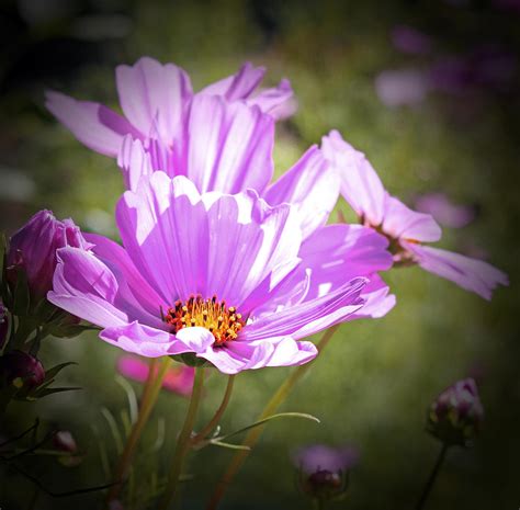 Purple Cosmos Photograph by Shandel Gauthier | Fine Art America