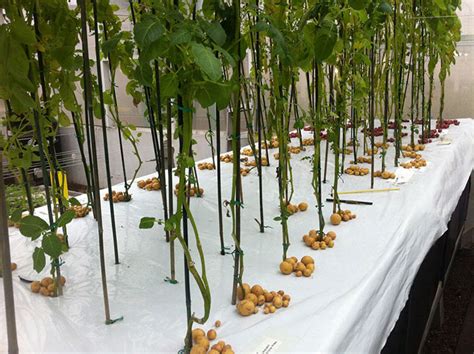 Growing Potatoes in Thin Air with Aeroponics | Off Grid World