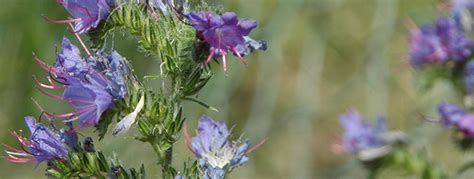 Blueweed :: City of Edmonton