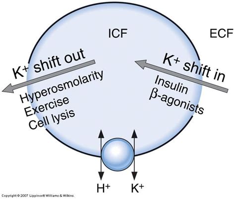 insulin and potassium - Google Search | Renal physiology, Physiology, Renal