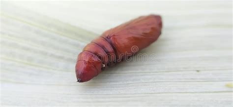 Pupa Insect on Garden Image in Indian Village Pupa Image Stock Photo ...