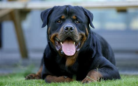 Rottweiler Wallpapers - Top Free Rottweiler Backgrounds - WallpaperAccess