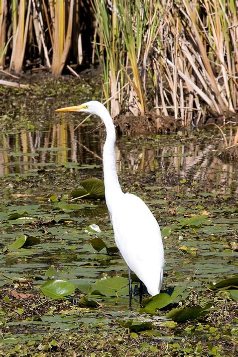 Great White Egret | Great White Egret Lake Erie Metro Park B… | Flickr