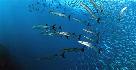 Wahoo Fish Facts | Acanthocybium solandri - Wiki Point