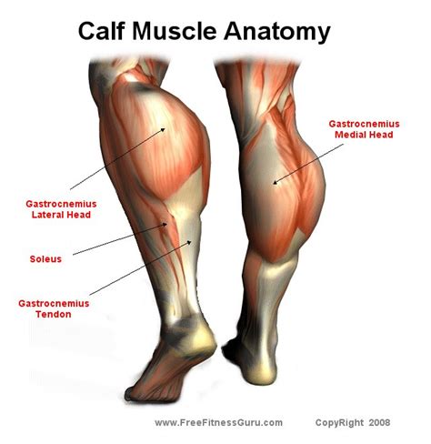 FreeFitnessGuru - Calf Muscle Anatomy