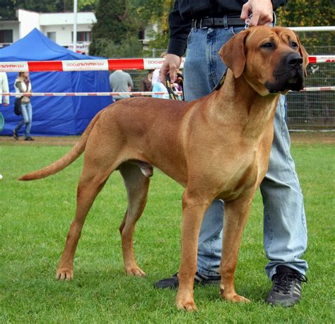 The World's 15 Most Aggressive Dog Breeds - PetHelpful