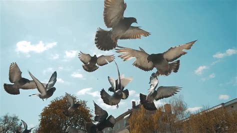 Flock Of Pigeons Flying - Stock Video | Motion Array