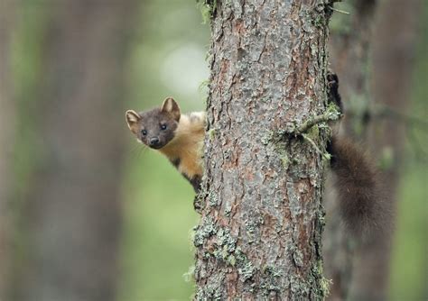 About us | Find out more | Scottish Wildlife Trust