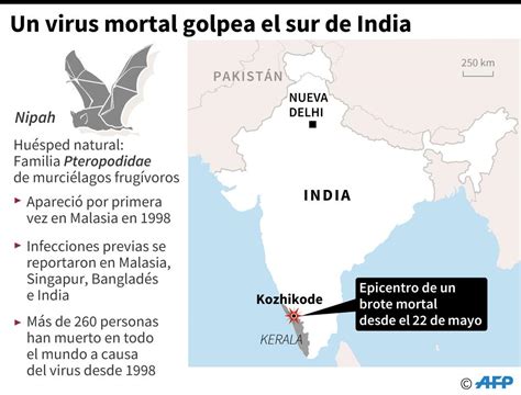 OMS alerta sobre el virus de Nipah, una enfermedad que ya cobró 17 ...