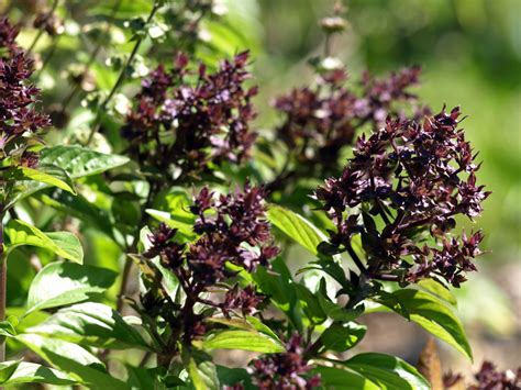 basil flowers photo - Google Search | Poisonous plants, Edible flowers, Flowers