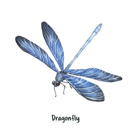 Hand drawn dragonfly isolated on white background - Download Free ...