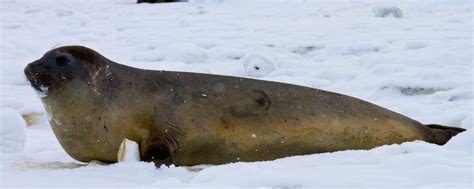 Ross seal – Australian Antarctic Program