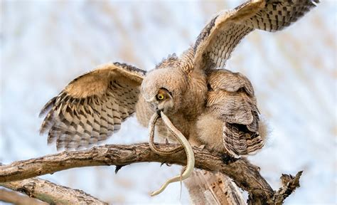 The Owlet and the Snake - A Cover Story to Remember - Colorado Outdoors Online