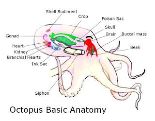 Roger Smalls: octopus beak + hitler