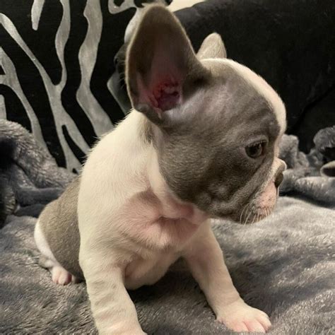 Frenchie puppies for sale in Texas/Mini frenchie puppies for sale