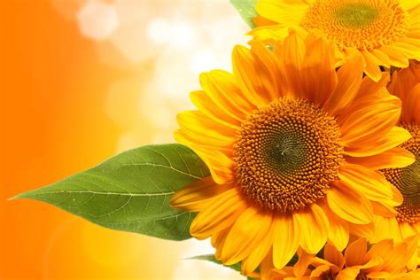 Download Nature Sunflower 4k Ultra HD Wallpaper