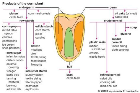 Dextrin | chemical compound | Britannica.com