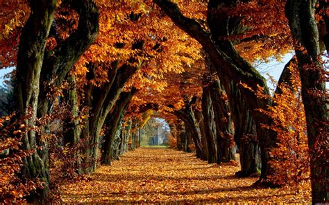 Autumn Trees HD Wallpapers - Top Free Autumn Trees HD Backgrounds - WallpaperAccess