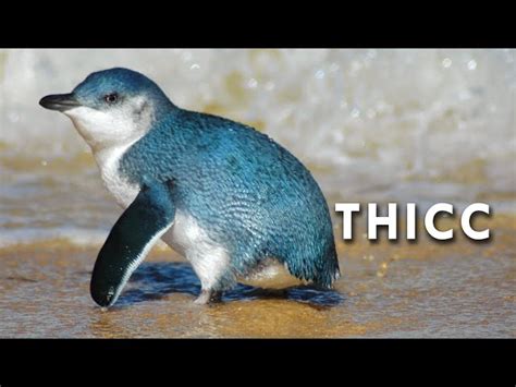 Fairy Penguins are Thicc