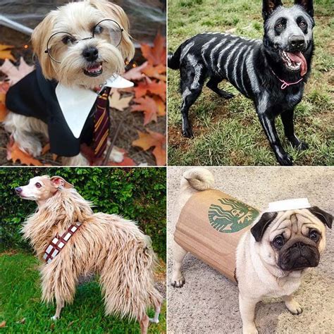 Hilarious Dog Costumes For Halloween 2024 halloween makeup ideas for ...