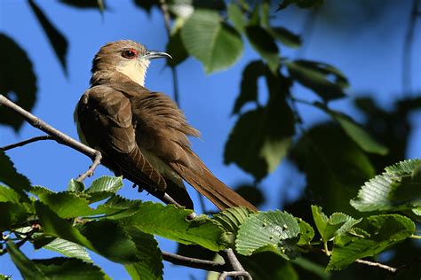 Brooklyn Bird Club – Celebrating 100 Years!