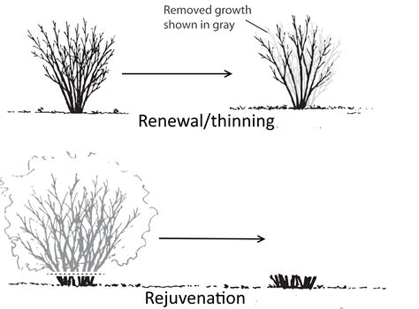 Pruning shrubs is all about timing – Central Kansas Lawn & Garden Blog