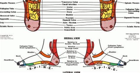 reflexology chart and video - hip & knee pain relief | h e a l i n g ...