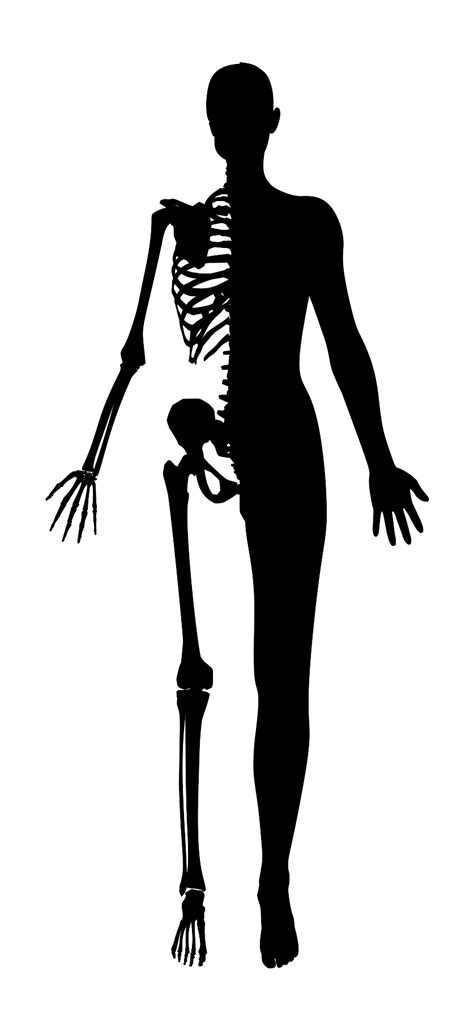 Half woman half skeleton | Public domain vectors