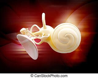 The anatomy of the inner ear. | CanStock
