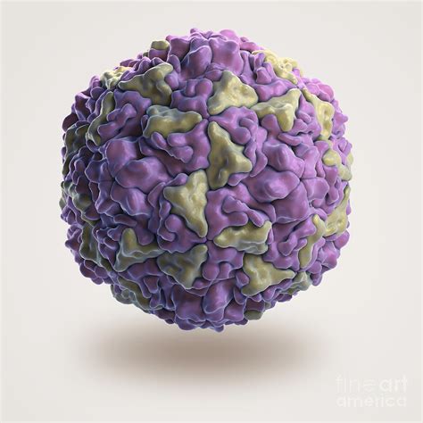 Human Rhinovirus Photograph by Science Picture Co