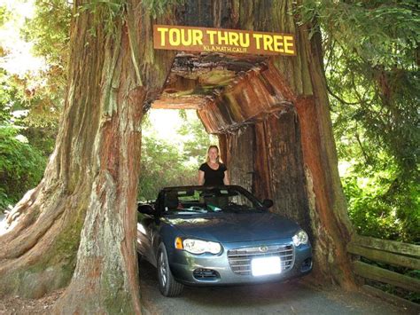 Tour-Through Tree, Klamath, CA - California Beaches