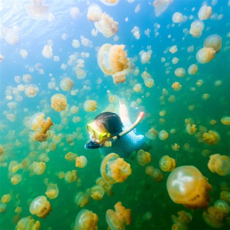 How To Swim With Thousands Of Golden Jellyfish In Palau, Micronesia | Micronesia, Oceania travel ...