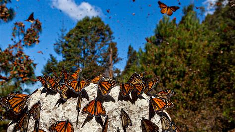 Harsh winter storms set back monarch recovery | Science | AAAS