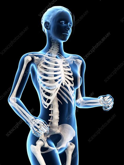 Female skeletal system, illustration - Stock Image - F010/8485 ...