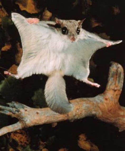 10 Interesting Flying Squirrel Facts | My Interesting Facts