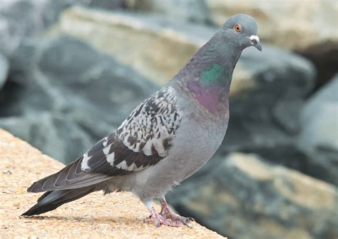 Rock Dove | My Birding Photos