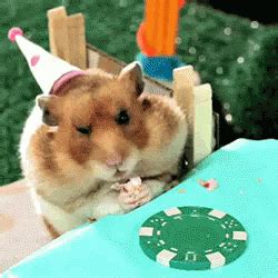 It'S A Party GIF - Hamster Eating Cute - Discover & Share GIFs