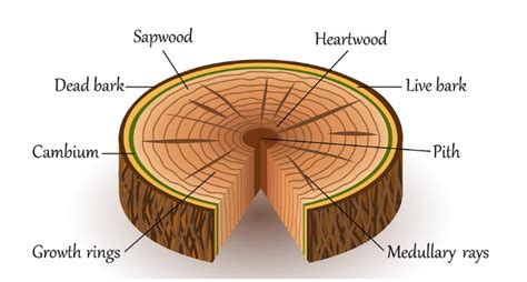 12 Difference Between Heartwood (Duramen) And Sapwood (Alburnum) - VIVA ...