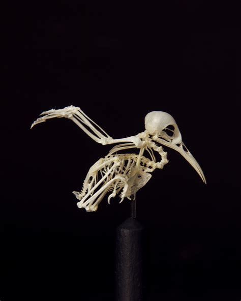 Hummingbird Skeleton