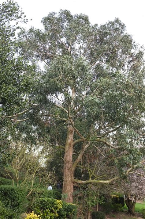 Eucalyptus globulus - Trees and Shrubs Online