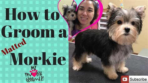 How to groom a Morkie Puppy - YouTube