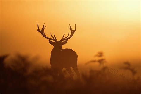 Red Mist Photograph by Natural World Studio | Fine Art America